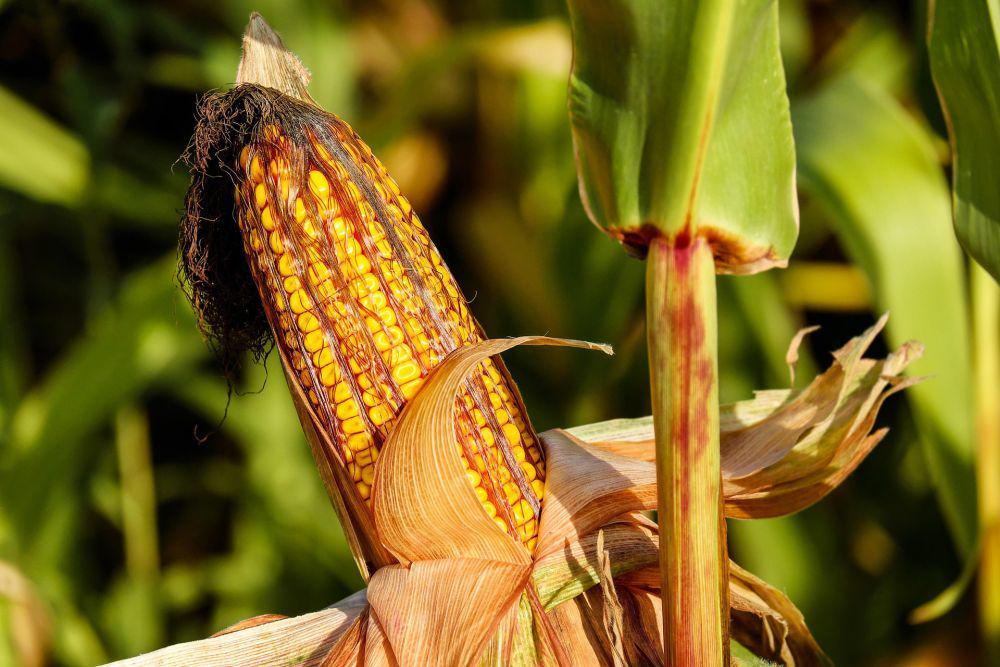 ilustrasi tanaman jagung (pixabay.com/couleur)
