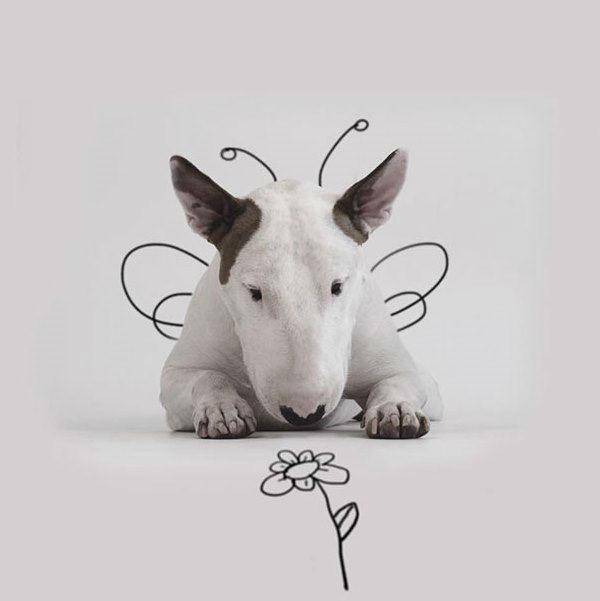 http://cdn.idntimes.com/content-images/post/old/db1da-Terrier11_boredpandacom.jpg