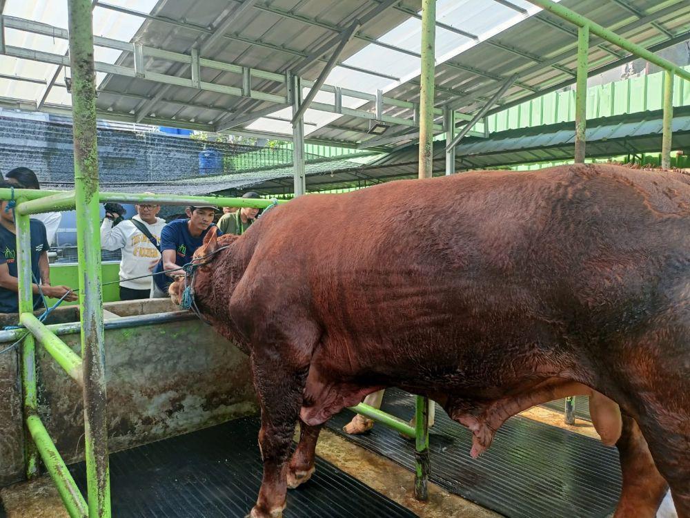 Idul Adha, Presiden Prabowo Beli Sapi Limosin di Pamulang