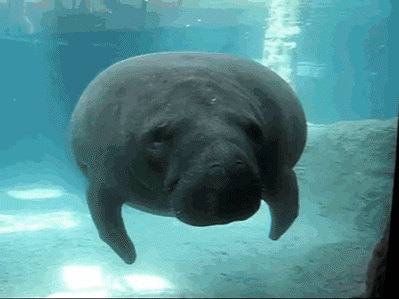 http://cdn.idntimes.com/content-images/post/20150923/konyolkelvin22.gif