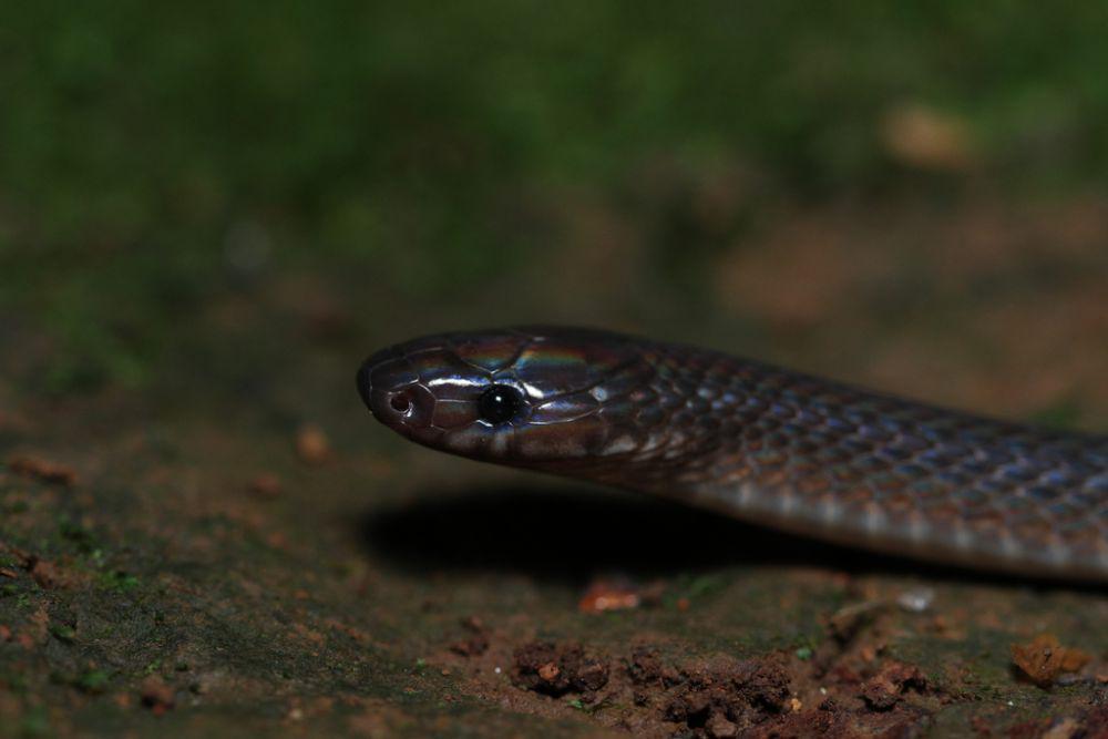 ular hitam tanah