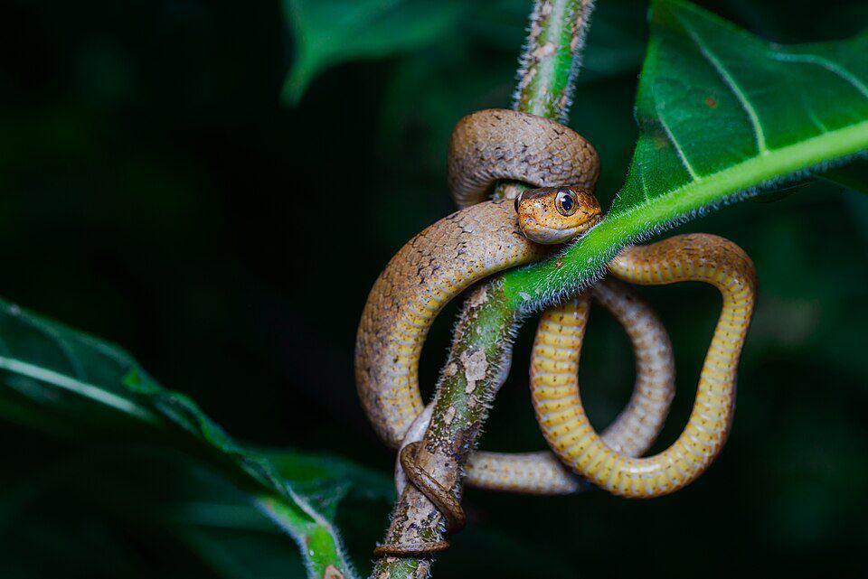 5 Fakta Ular Siput, Si Kecil Spesialis Pemburu Moluska