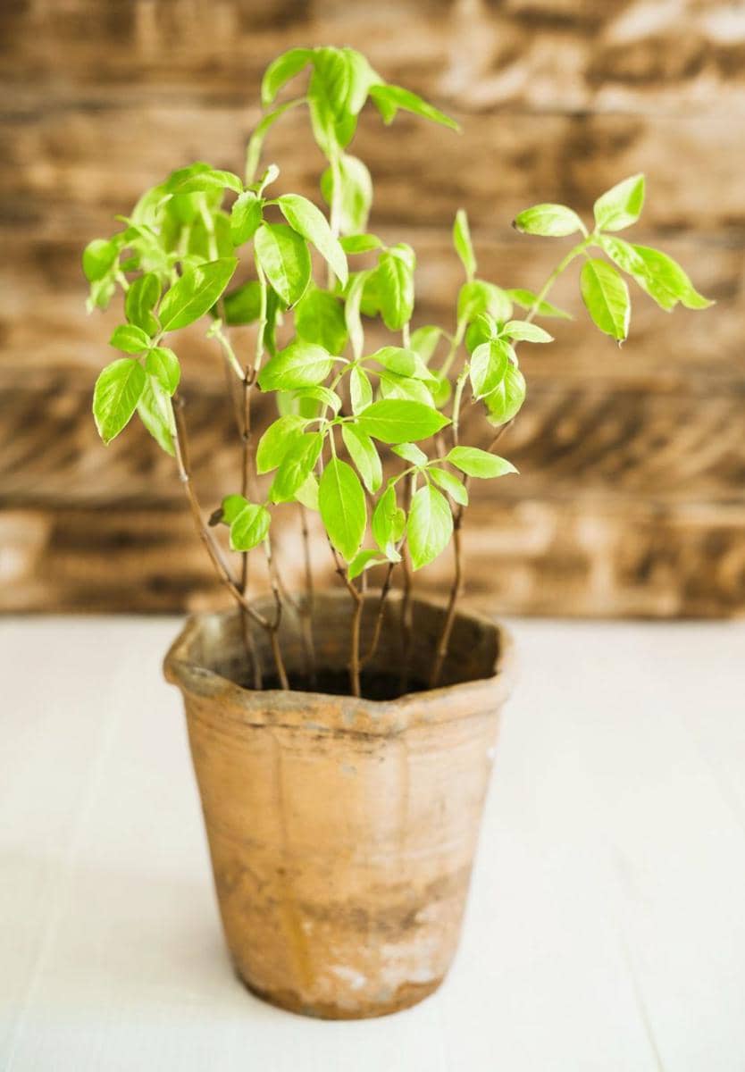 Ilustrasi daun kemangi (freepik.com/freepik)