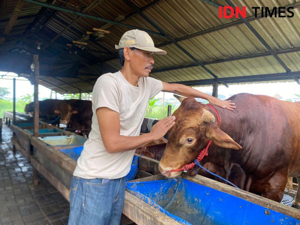 Peternak di Surabaya Beri Pijatan Hewan Kurban