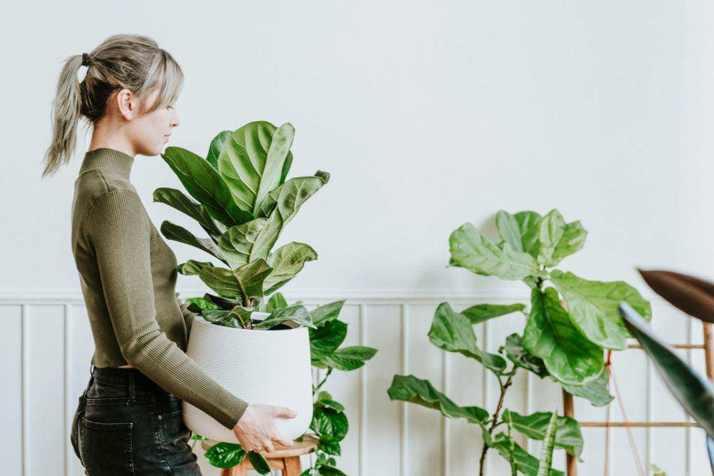 ilustrasi tanaman Fidlle Leaf Fig (freepik.com/rawpixel-com)