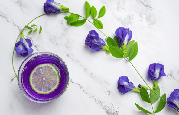 ilustrasi bunga telang (freepik.com/eyeem