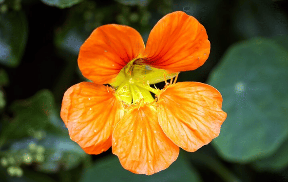 ilustrasi bunga Nasturtium