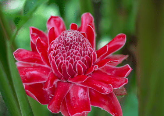 ilustrasi bunga kecombrang (freepik.com/eyeem