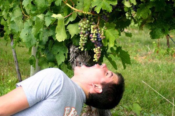 http://cdn.idntimes.com/content-images/post/20151230/600-eatinggrapes-fdbdd1df12b007da3b87a0695a07f349.jpg