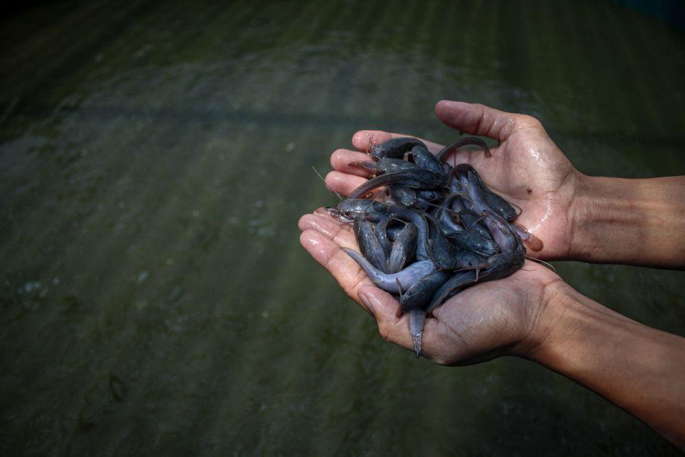 https://cdn.idntimes.com/content-images/post/20210824/antarafoto-budi-daya-ikan-lele-swadaya-masyarakat-23082021-fzn-3-75e3fdb66d5c4a756c9cf7d6205ee38a.jpg
