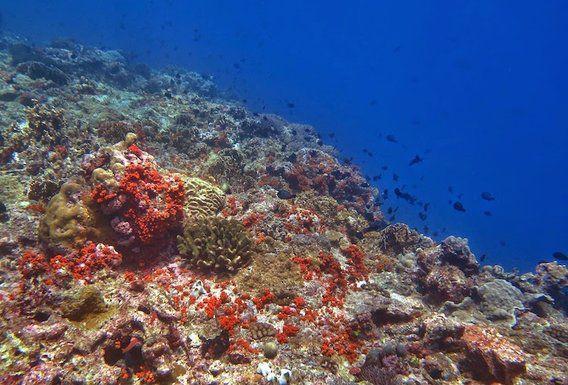 http://cdn.idntimes.com/content-images/post/20160107/bandanaira-b91e5dbbd424a959d6524c9f2312ec1d.jpg