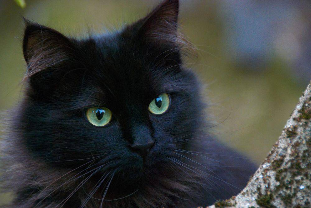 kucing hitam (pixabay.com/valuz)