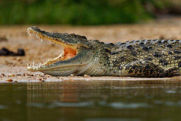 Buaya air tawar di Afrika (iStock/phototrip)