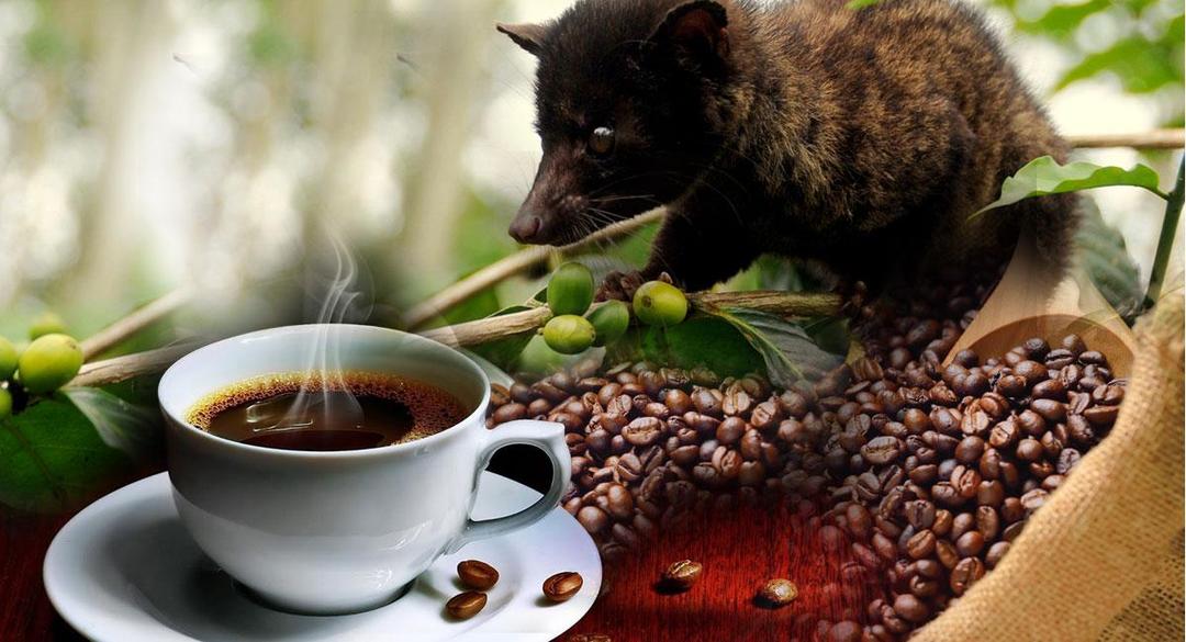 https://cdn.idntimes.com/content-images/post/20170809/coffeeplantation-luwakcoffee-da7041902e97729271b65814d79e8fa4.jpg