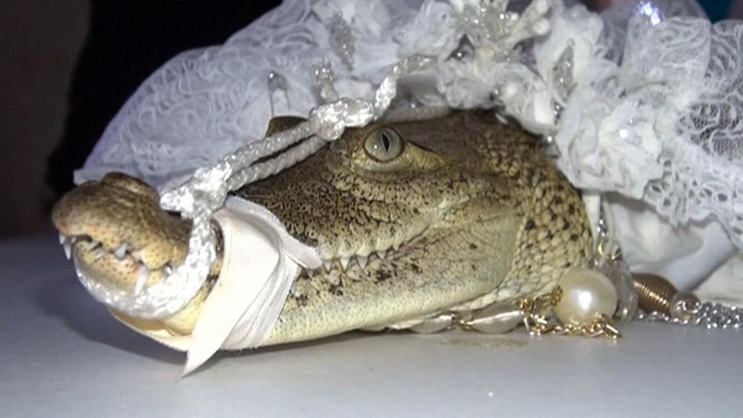 https://cdn.idntimes.com/content-images/post/20170704/crocodile-wedding-712c2b97912533e070b9c399ec848216.jpg