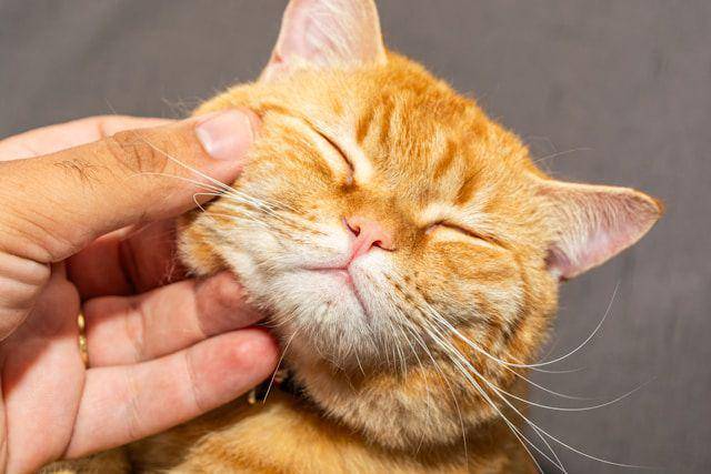 ilustrasi kucing menggosokkan kepalanya ke tubuh manusia (unsplash.com/Felippe Lopes)