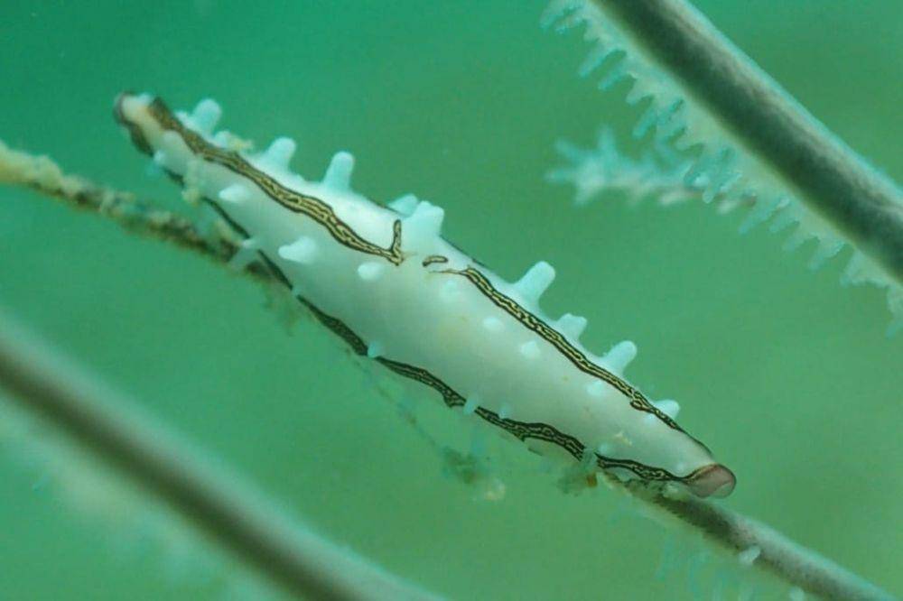 Hewan laut the diamondback tritonia yang hidup di sekitar perairan Pulau Poto (Dok: Mustakim)