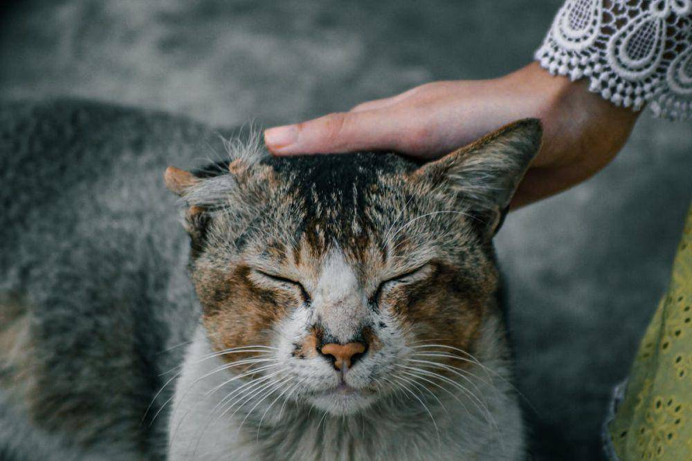 ilustrasi slow blink pada kucing (pexels.com/Simon Reza)