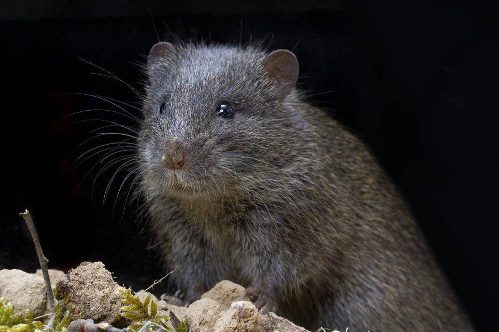 Tikus (commons.wikimedia.org/David Paul Museums Victoria)