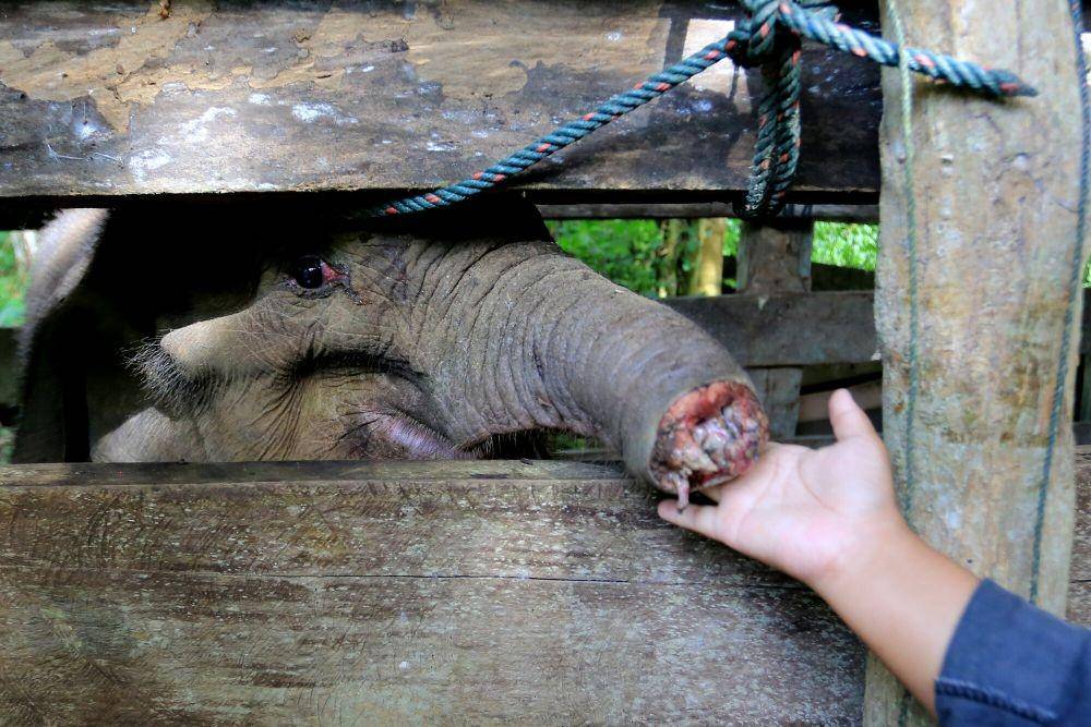 https://cdn.idntimes.com/content-images/post/20211118/rsz-1antarafoto-perawatan-dan-pengobatan-gajah-terjerat-di-aceh-151121-syf-14-3ee08ae146c5911e4763e560f5de7286.jpg