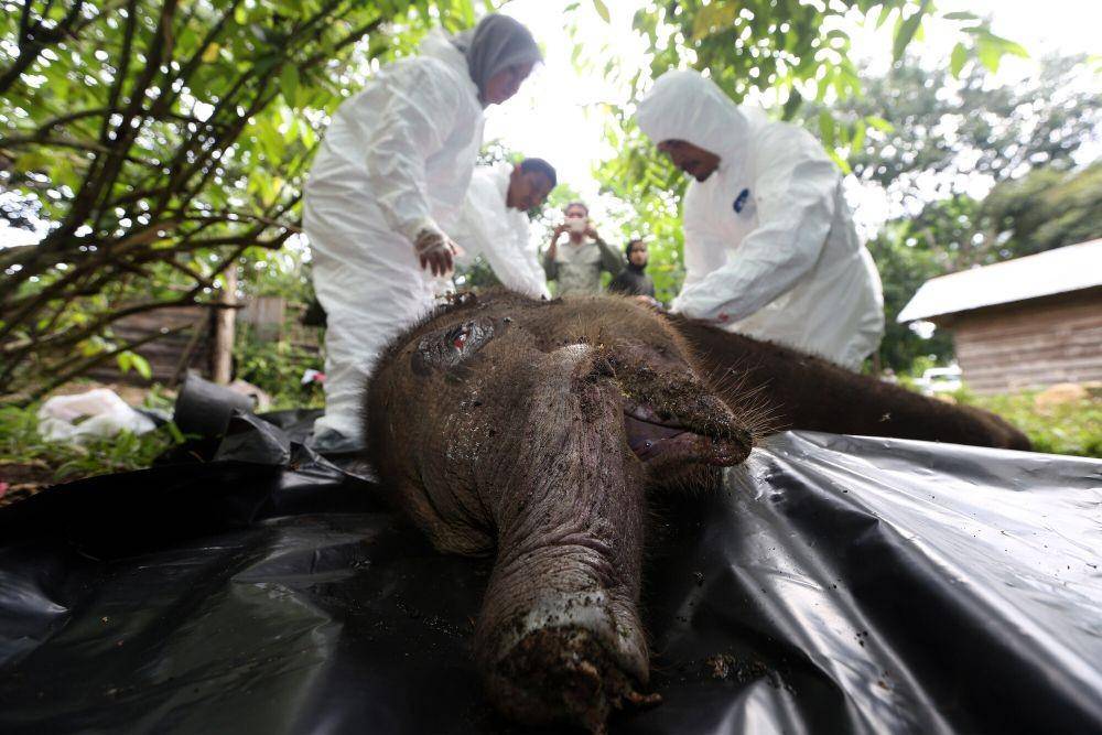 https://cdn.idntimes.com/content-images/post/20211118/rsz-antarafoto-nekropsi-anak-gajah-sumatra-161121-irp-1-34217e91e736a43b6da3c1a28a2e0f31.jpg