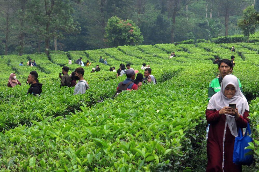 https://cdn.idntimes.com/content-images/post/20220507/rsz-antarafoto-wisata-kebun-teh-pada-libur-lebaran-040522-ysw-3-d060f9e7942e2a09fb45cf619270aee5.jpg