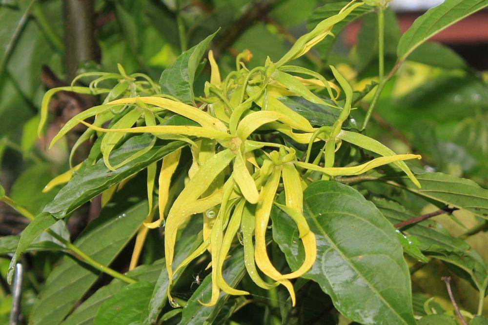 Ilustrasi bunga kenanga atau ylang-ylang (pixabay.com/mayapujiati)