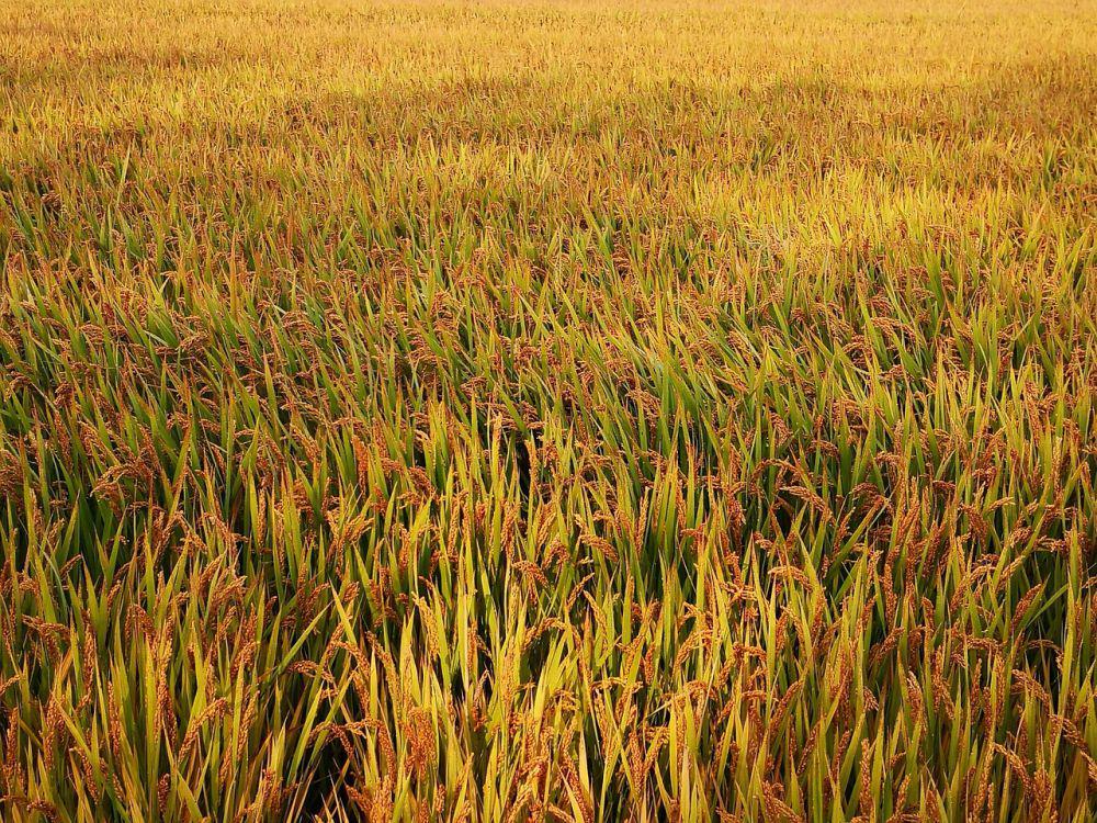 Harga Beras di Bali 7 Juni 2025 dan Pangan Lainnya