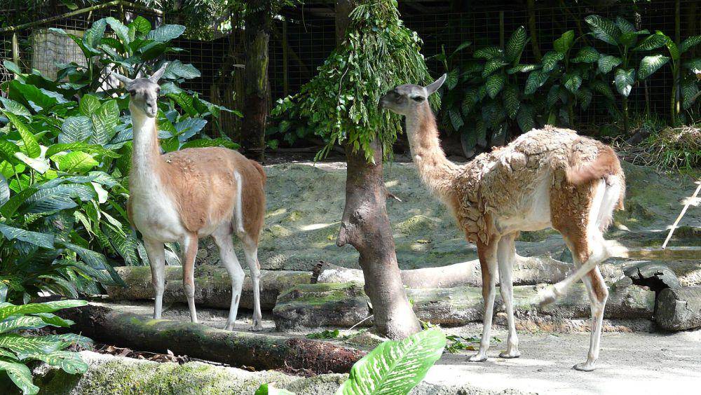potret Singapore Zoo (commons.wikimedia.org/Chensiyuan)