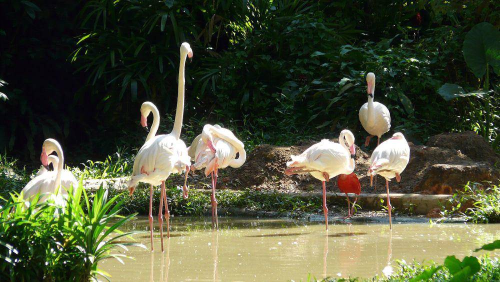 potret Singapore Zoo (commons.wikimedia.org/Chensiyuan)