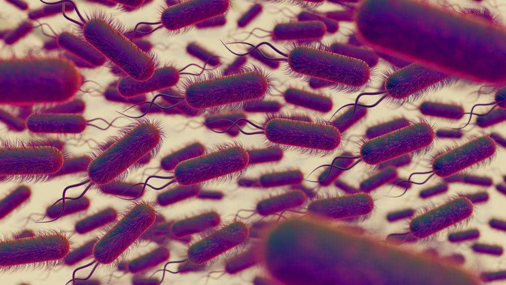 ilustrasi bakteri salmonella (freepik.com/freepik)