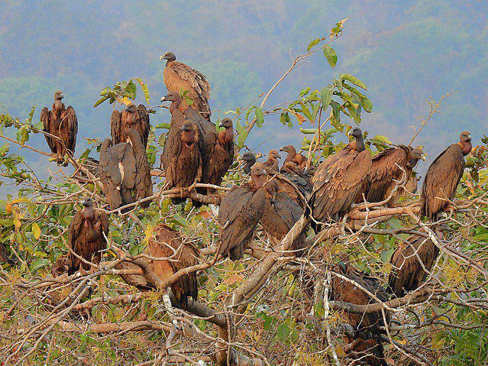 Beberapa spesies burung hering, termasuk hering rumbai-putih, di atas pohon.