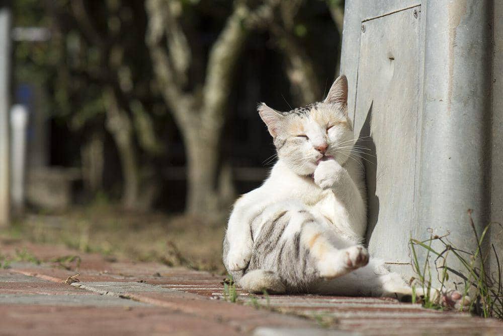 Kucing (commons.wikimedia.org/LiCheng Shih)