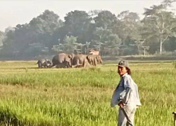 Tangkap layar video amatir serangan gajah liar di Desa Braja Sakti, Way Jepara, Lampung Timur. (IDN Times/Istimewa).