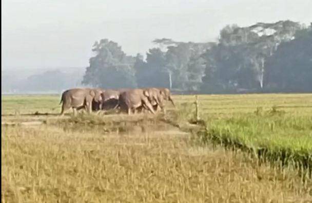 Tangkap layar video amatir serangan gajah liar di Desa Braja Sakti, Way Jepara, Lampung Timur. (IDN Times/Istimewa).