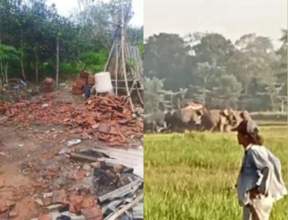 Kawanan Gajah Liar Way Kambas Rusak Sawah dan Kebun Desa Penyangga