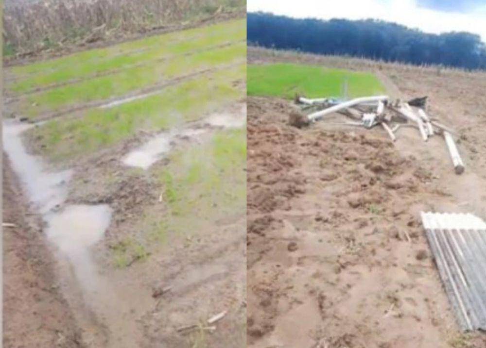 Tangkap layar video amatir serangan gajah liar di Desa Braja Sakti, Way Jepara, Lampung Timur. (IDN Times/Istimewa).