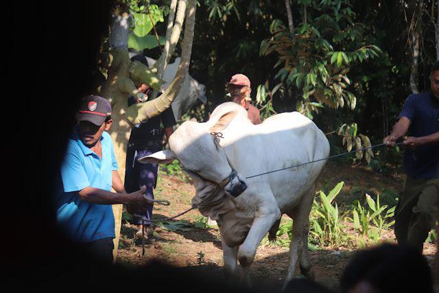 4 Larangan bagi Orang yang akan Berkurban