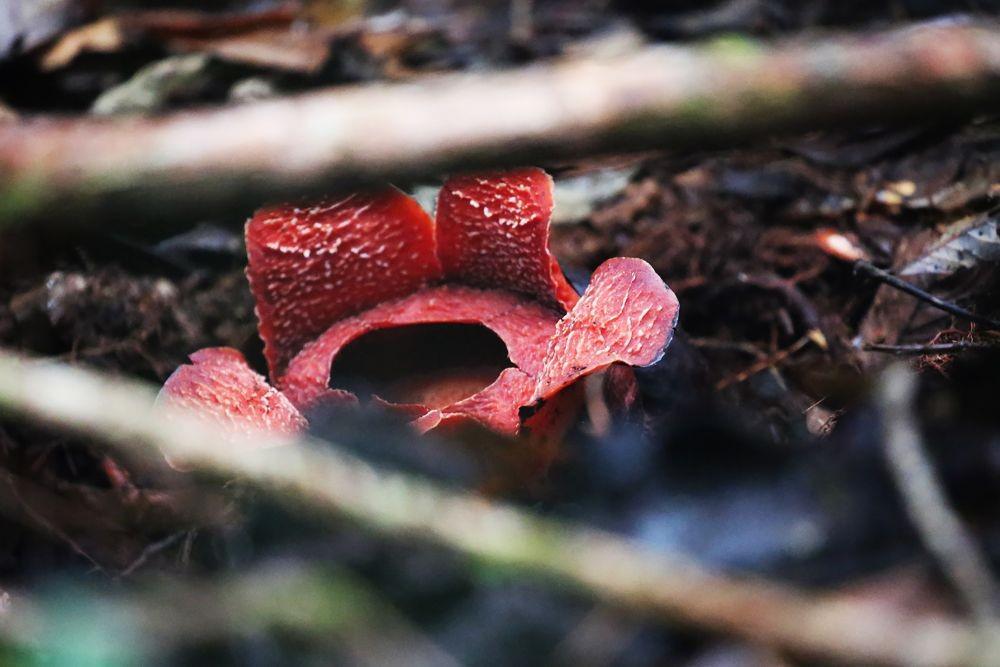 https://cdn.idntimes.com/content-images/post/20221120/suwardi-tamannasionalbatanggadis-rafflesia-meijerii-f0154cade07e11975a0e97eb85a62aa0.jpg
