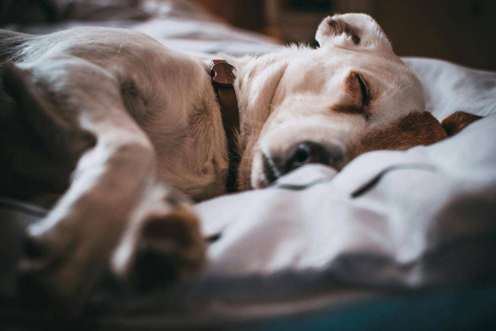 Ilustrasi anjing tidur (pexels.com/Lisa from Pexels)