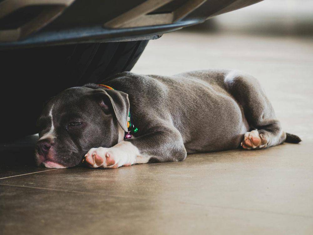 Ilustrasi posisi anjing tidur (pexels.com/Nattaphat Phau)