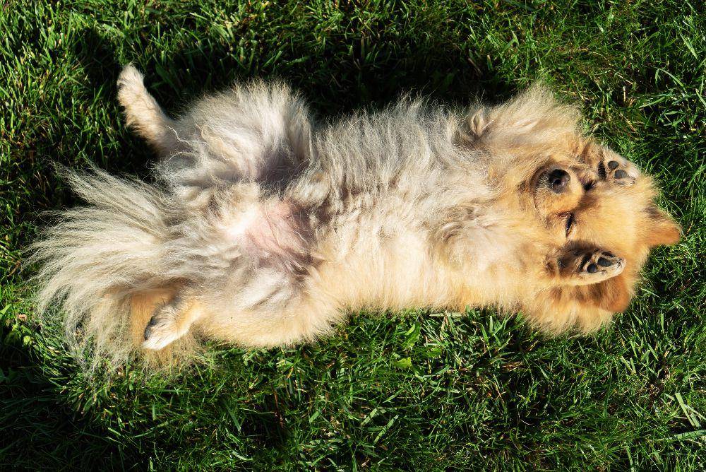 Ilustrasi posisi anjing tidur (freepik.com/frimufilms)