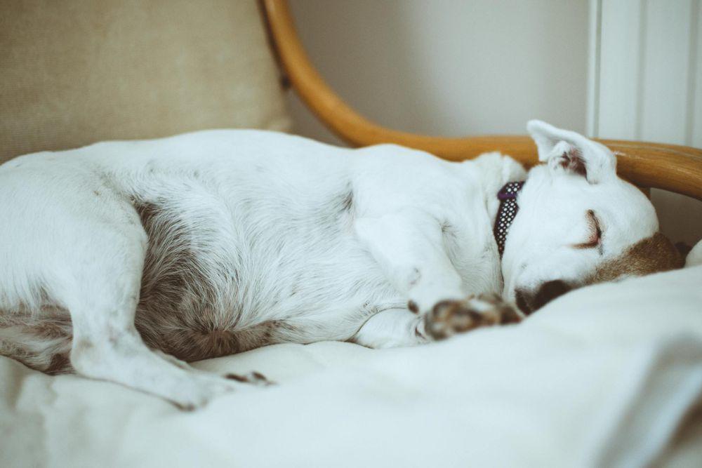 5 Posisi Tidur Anjing yang Bisa Tunjukkan Kondisi Mentalnya!