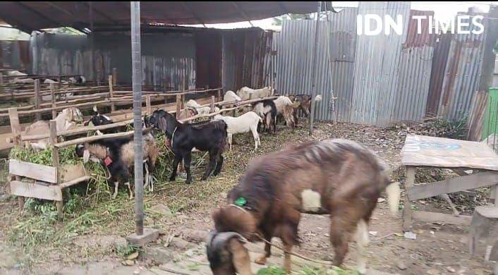 Pedagang hewan kurban mulai menjamur di Palembang jelang Idul Adha (IDN Times/Feny Maulia Agustin)
