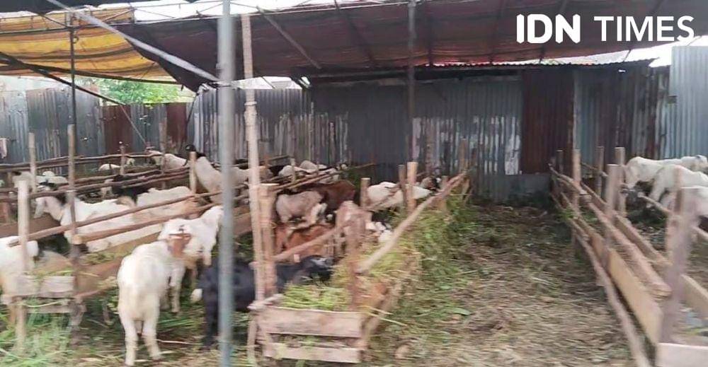 Pedagang hewan kurban mulai menjamur di Palembang jelang Idul Adha (IDN Times/Feny Maulia Agustin)