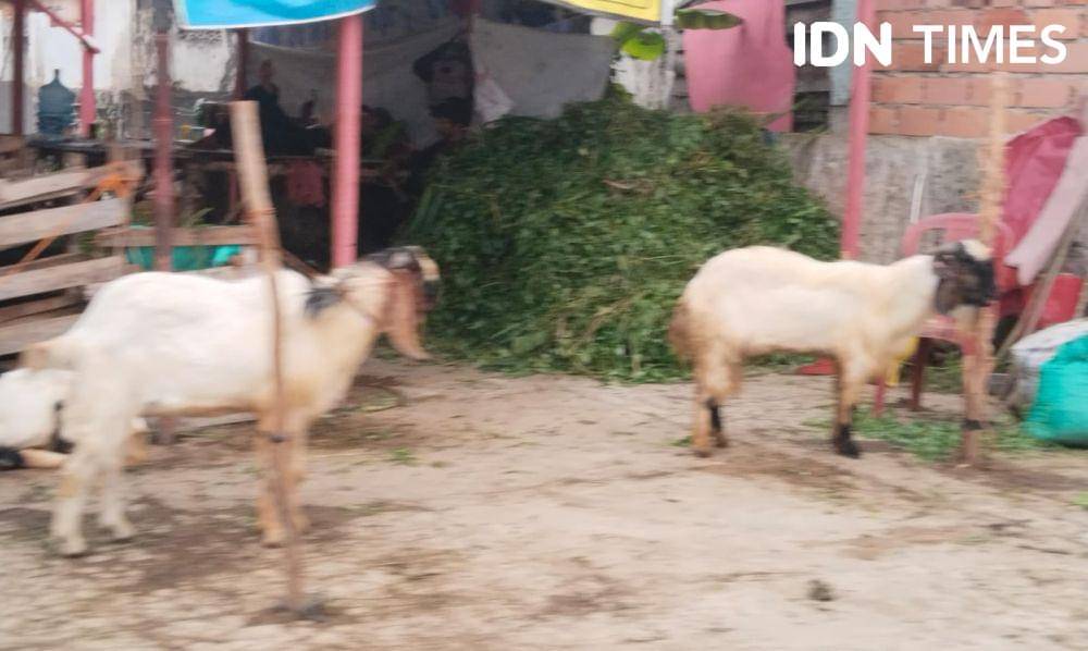 Pedagang hewan kurban mulai menjamur di Palembang jelang Idul Adha (IDN Times/Feny Maulia Agustin)