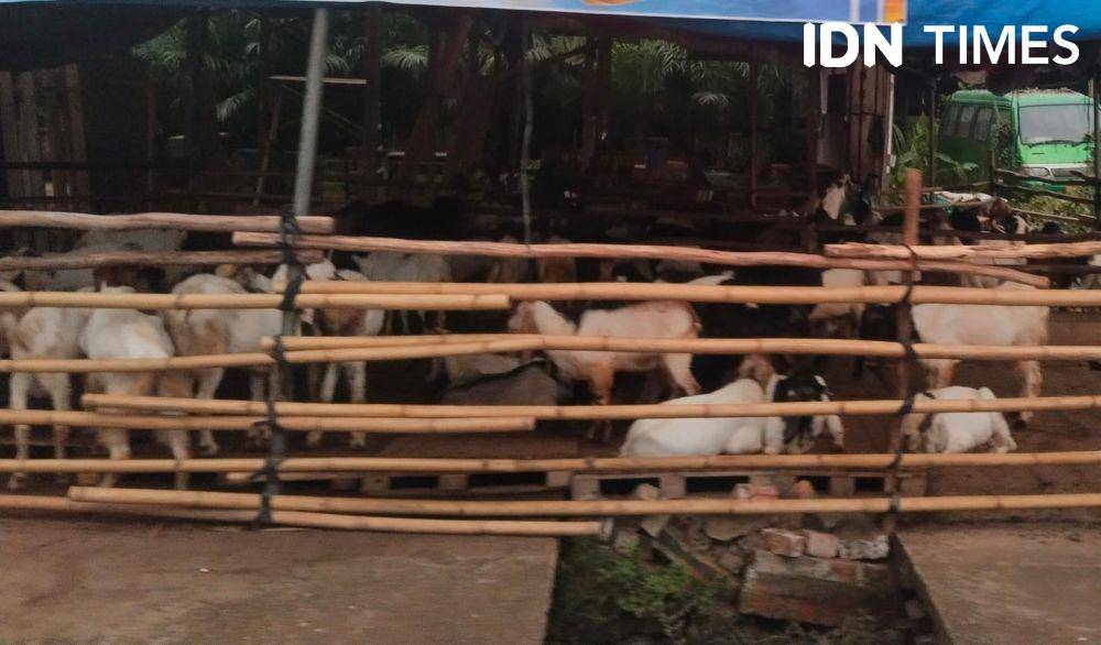 Pedagang hewan kurban mulai menjamur di Palembang jelang Idul Adha (IDN Times/Feny Maulia Agustin)