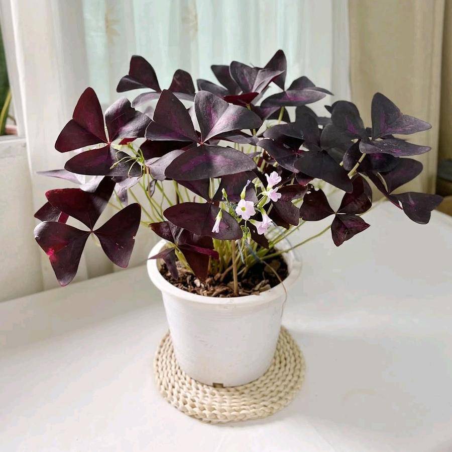 ilustrasi tanaman oxalis triangularis (tokopedia.oom/ Eletha Studio)