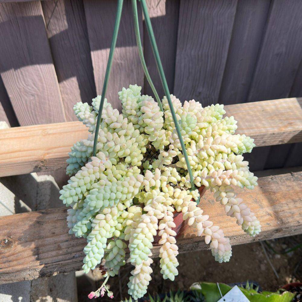 ilustrasi tanaman burro’s tail (etsy.com/OliviasByAnne)