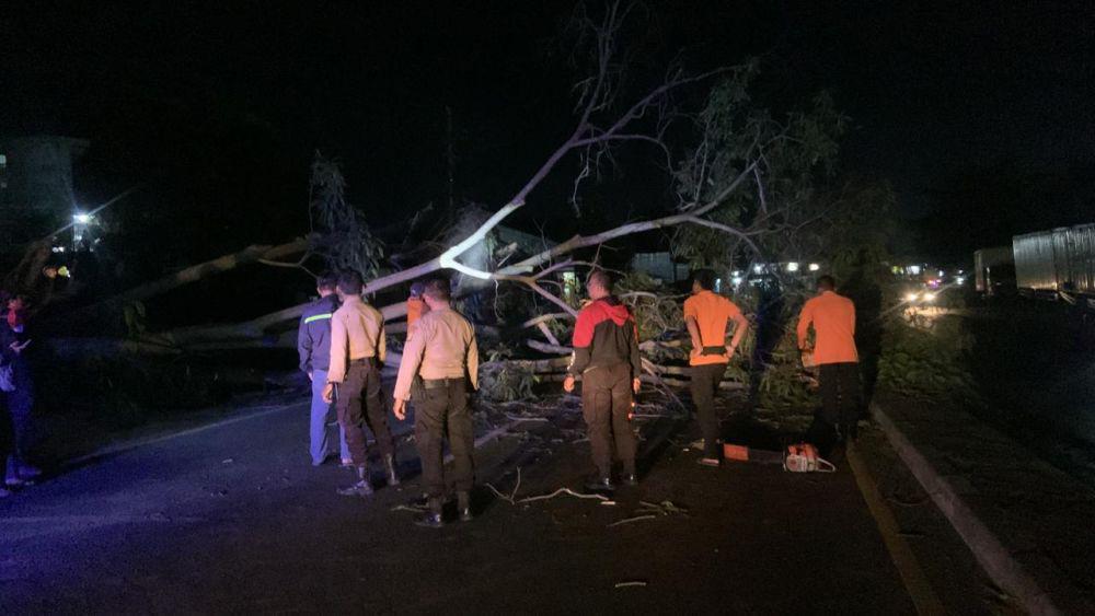Pohon Tumbang di Bandar Lampung Timpa Pengendara Motor